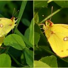 Goldene Acht, Colias hyale