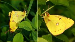 Goldene Acht, Colias hyale