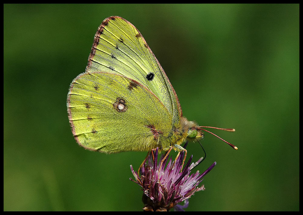 Goldene Acht (Colias hyale)