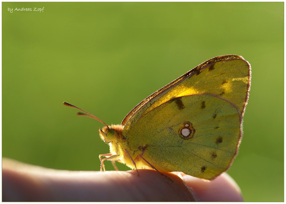 Goldene Acht - (Colias hyale) ....