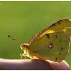 Goldene Acht - (Colias hyale) ....