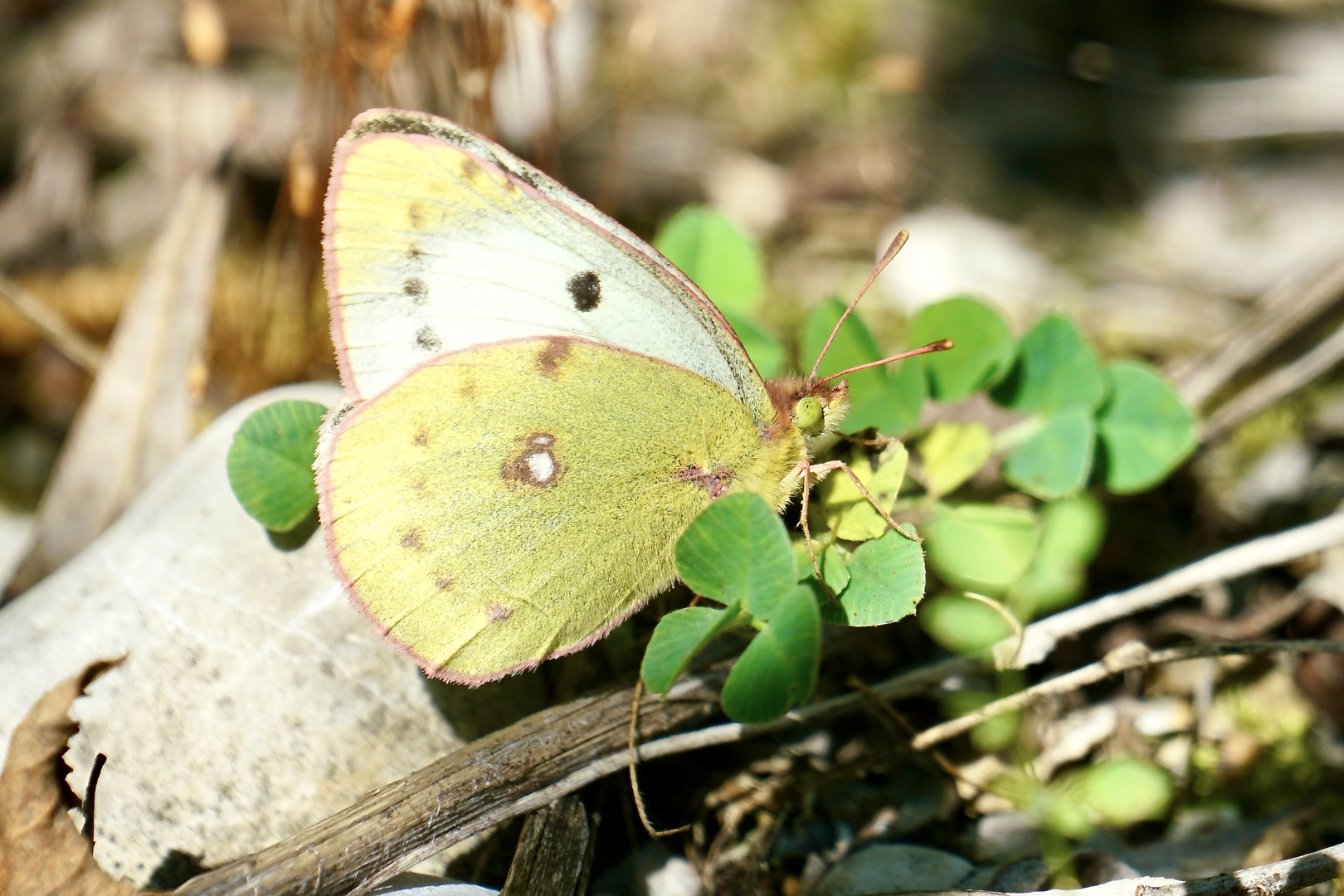 Goldene Acht (Colias hyale)