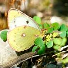 Goldene Acht (Colias hyale)