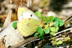 Goldene Acht (Colias hyale)