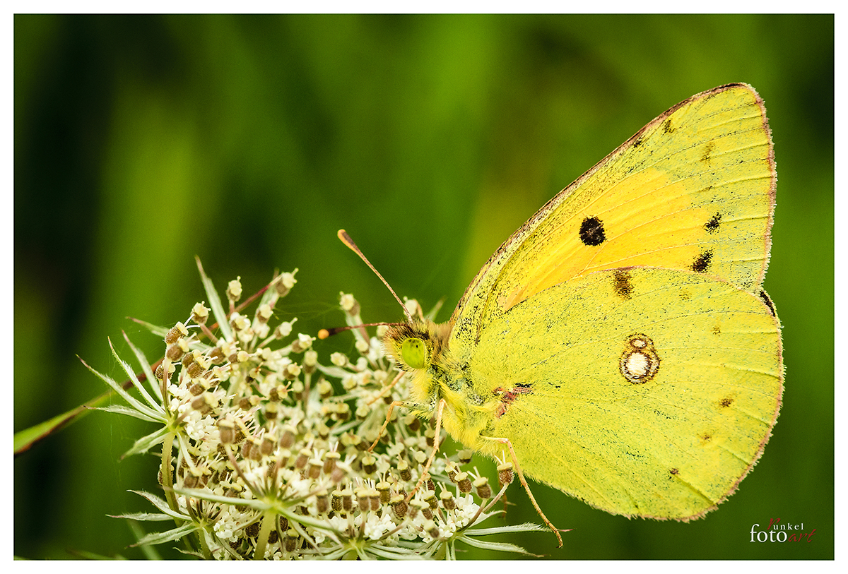 Goldene Acht (Colias hyale)