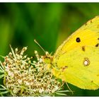 Goldene Acht (Colias hyale)