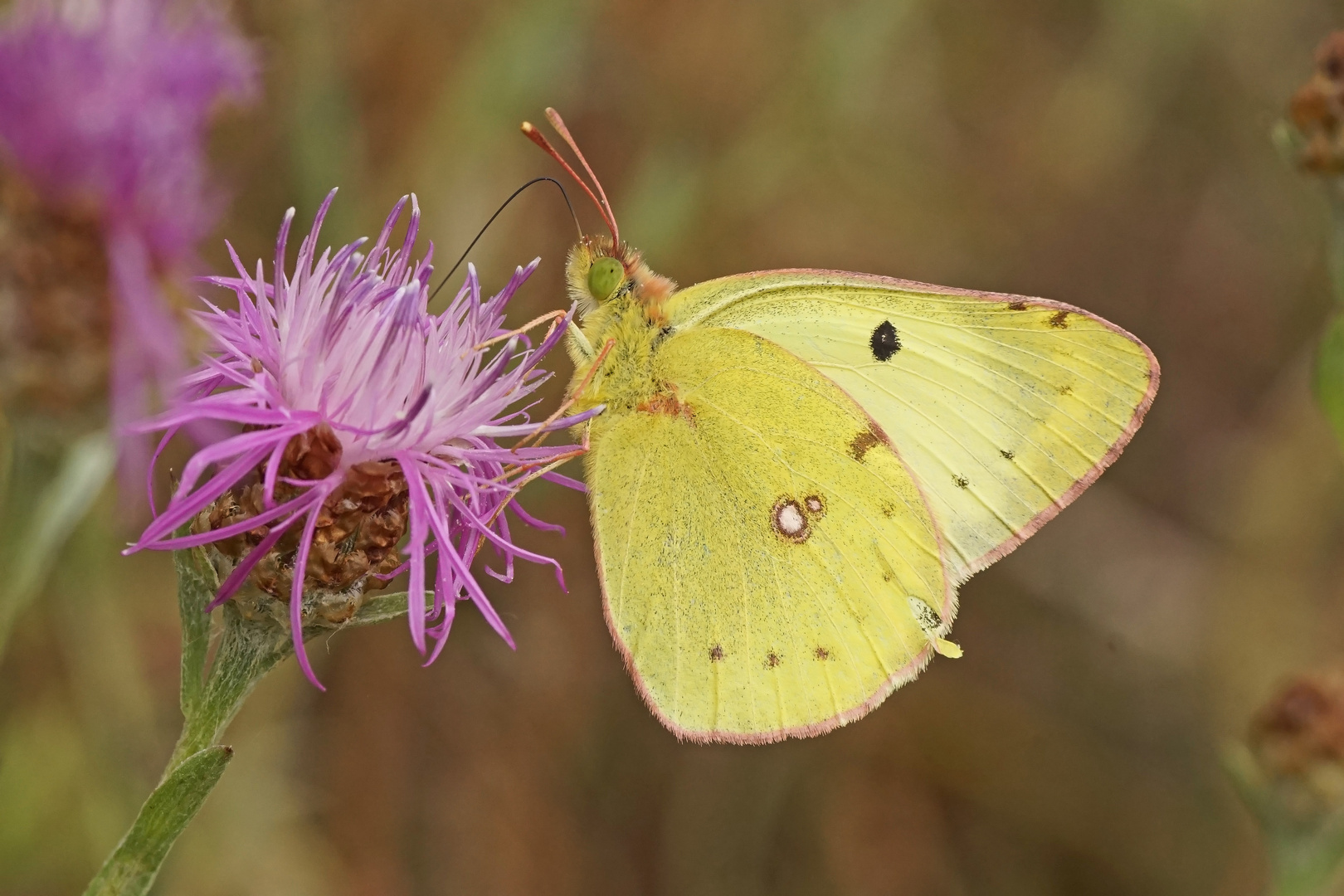 Goldene Acht (Colias hyale), Männchen