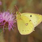 Goldene Acht (Colias hyale), Männchen