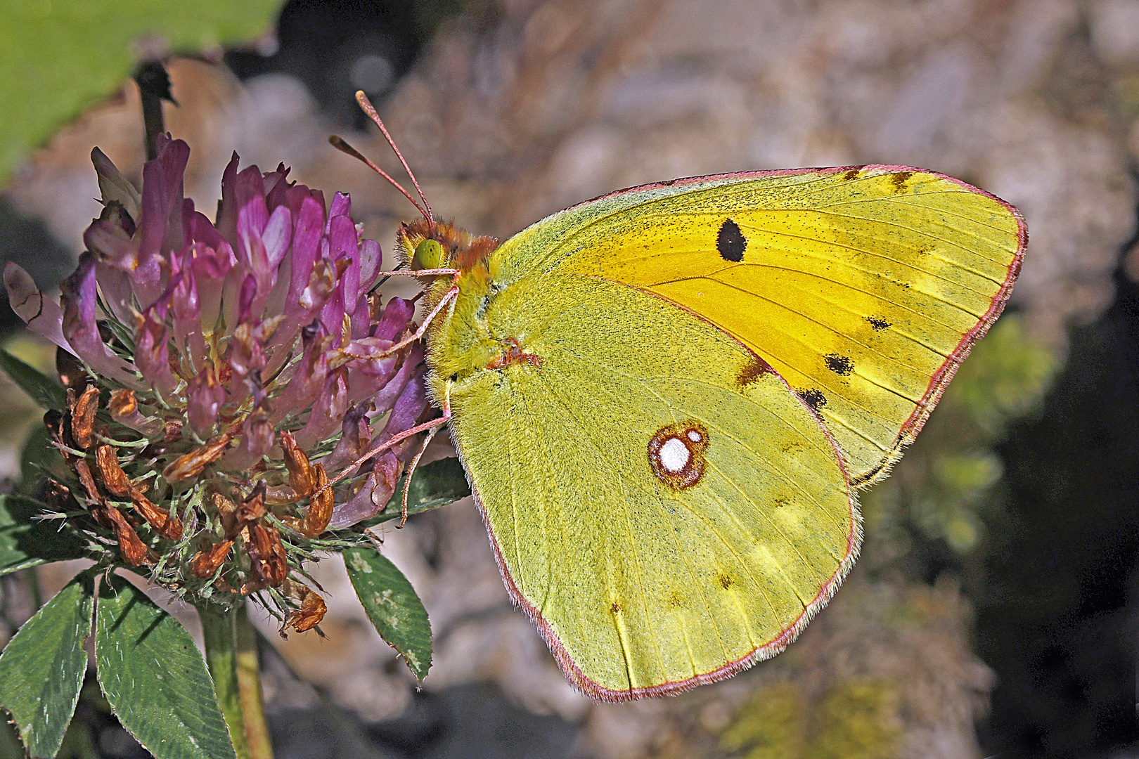 Goldene Acht (Colias hyale) oder Postillon (Colias croceus)