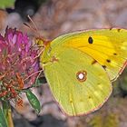 Goldene Acht (Colias hyale) oder Postillon (Colias croceus)