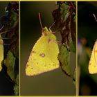 Goldene Acht (Colias hyale) - Schmetterling des Jahres 2017