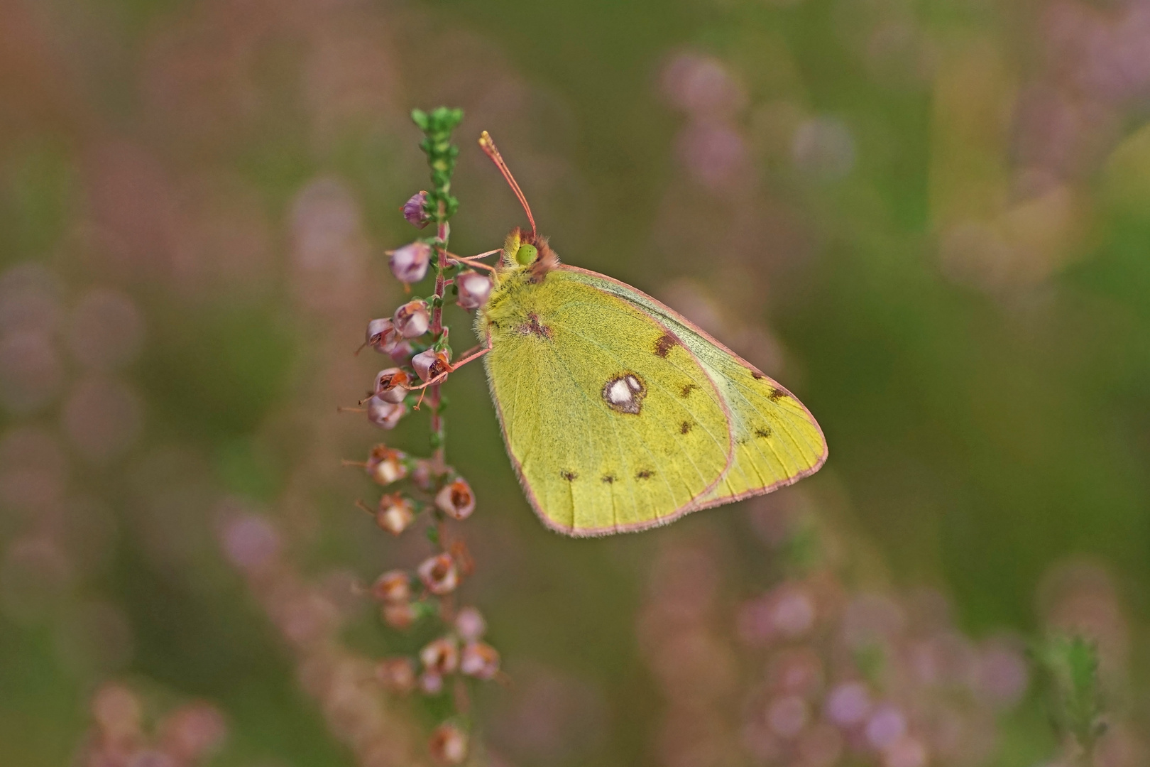 Goldene Acht (Colias hyale), Weibchen