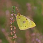 Goldene Acht (Colias hyale), Weibchen