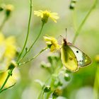 Goldene Acht (Colias hyale), Weibchen