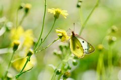 Goldene Acht (Colias hyale), Weibchen