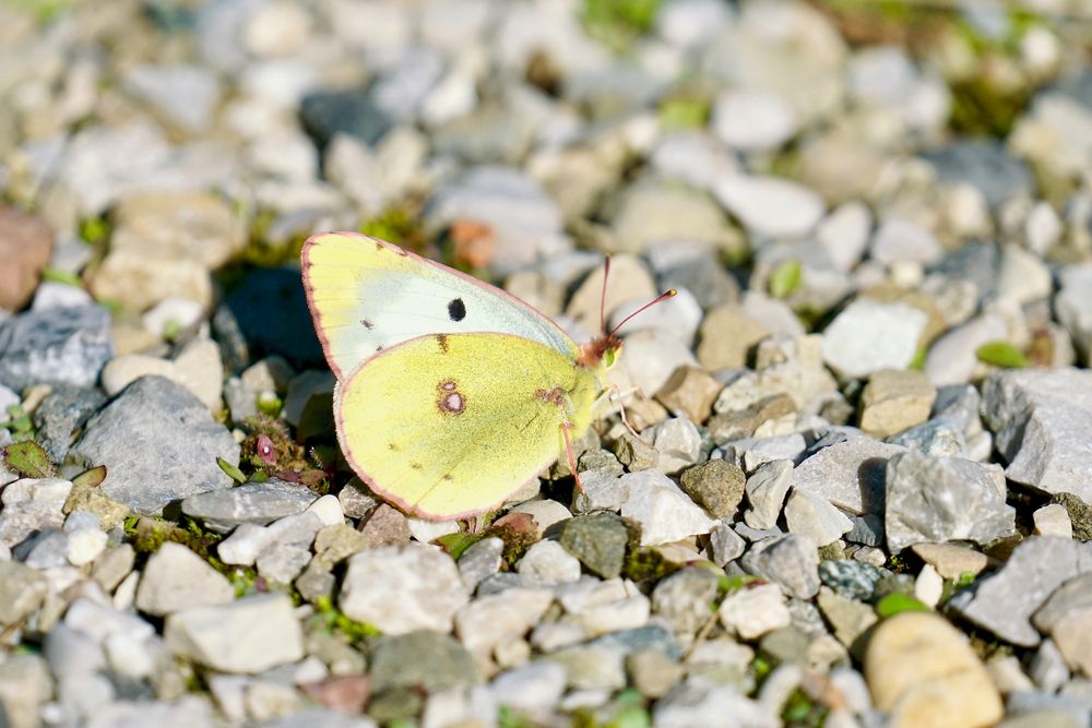 Goldene Acht (Colias hyale), Weibchen