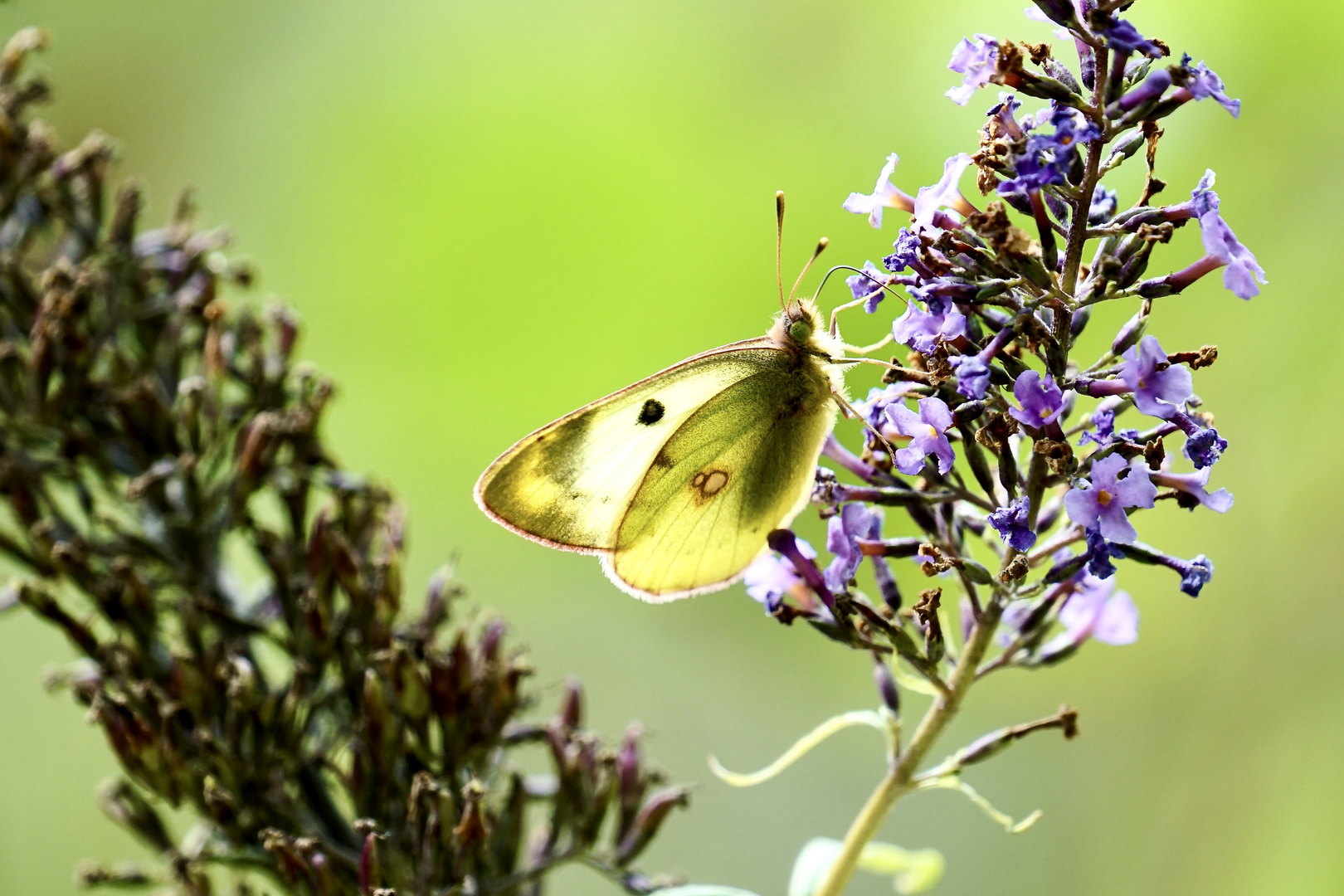 Goldene Acht( Colias hyale), Weibchen