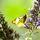 Goldene Acht( Colias hyale), Weibchen