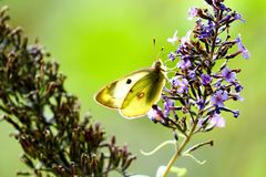 Goldene Acht( Colias hyale), Weibchen