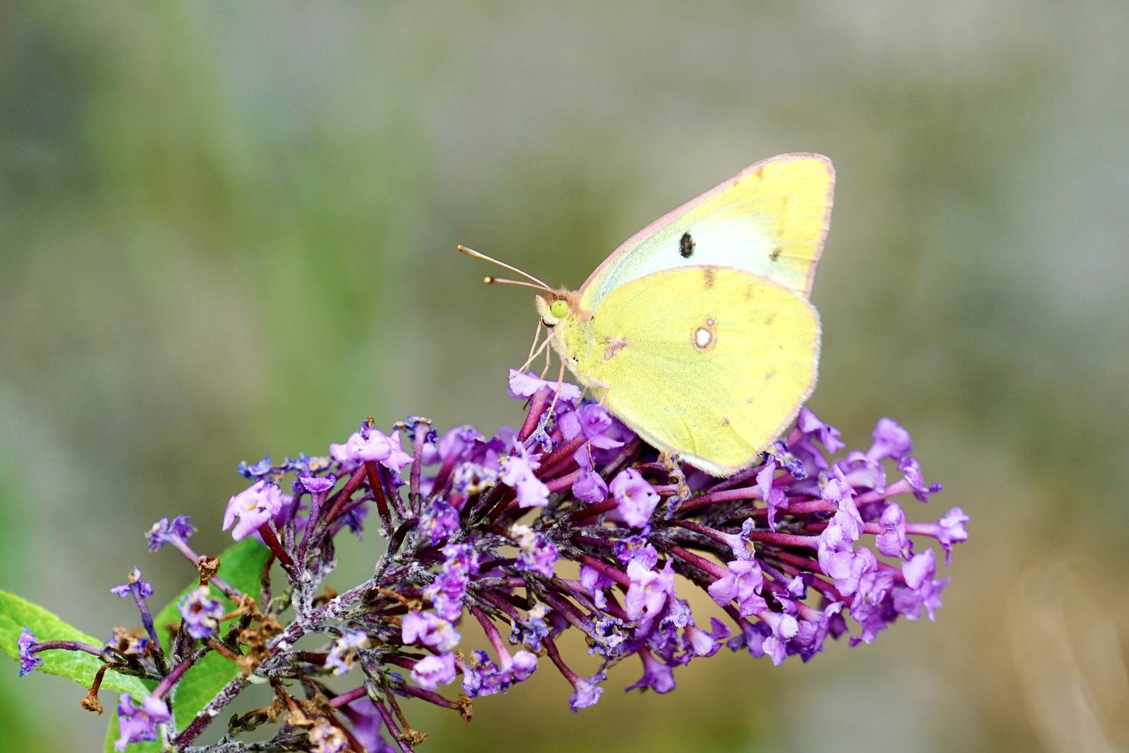 Goldene Acht (Colias hyale), Weibchen