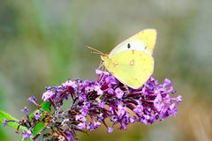 Goldene Acht (Colias hyale), Weibchen