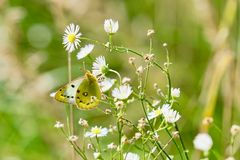 Goldene Acht (Colias hyale), Weibchen