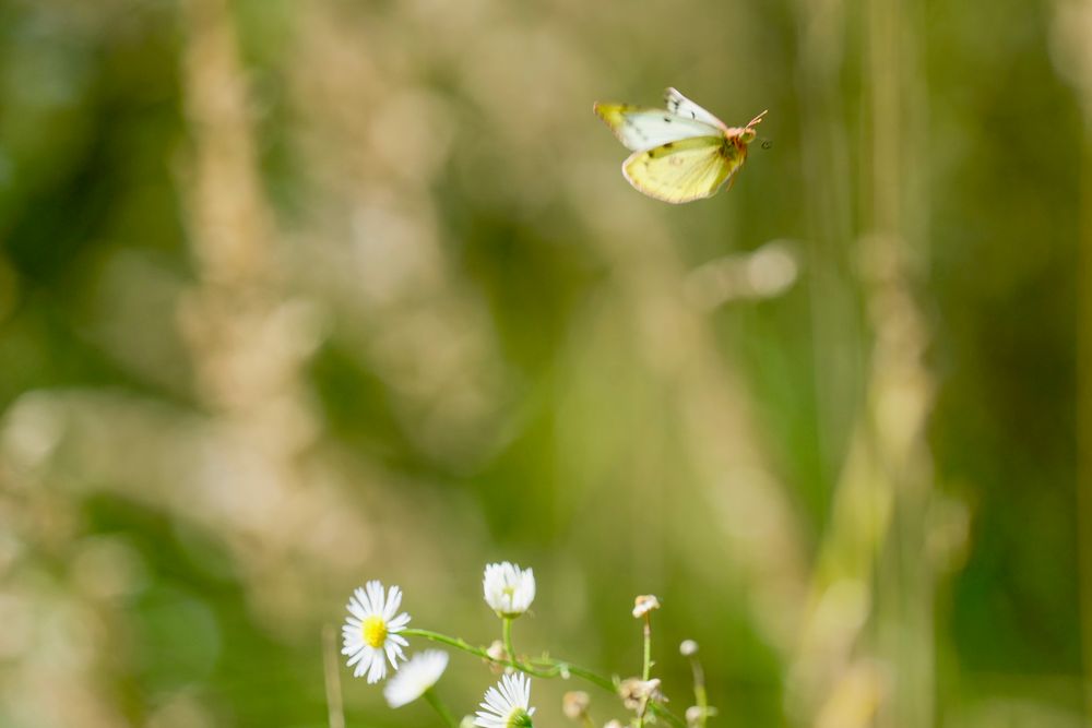 Goldene Acht (Colias hyale), Weibchen