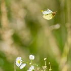 Goldene Acht (Colias hyale), Weibchen