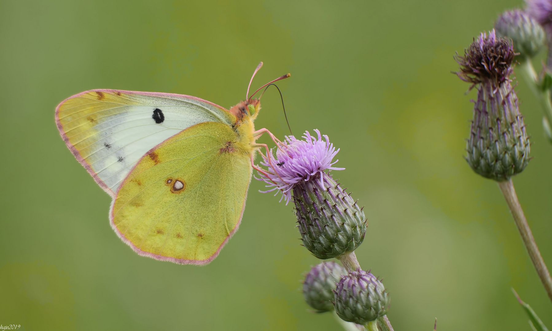 Goldene Acht, (Colias hyale) Weibchen....