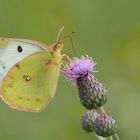 Goldene Acht, (Colias hyale) Weibchen....