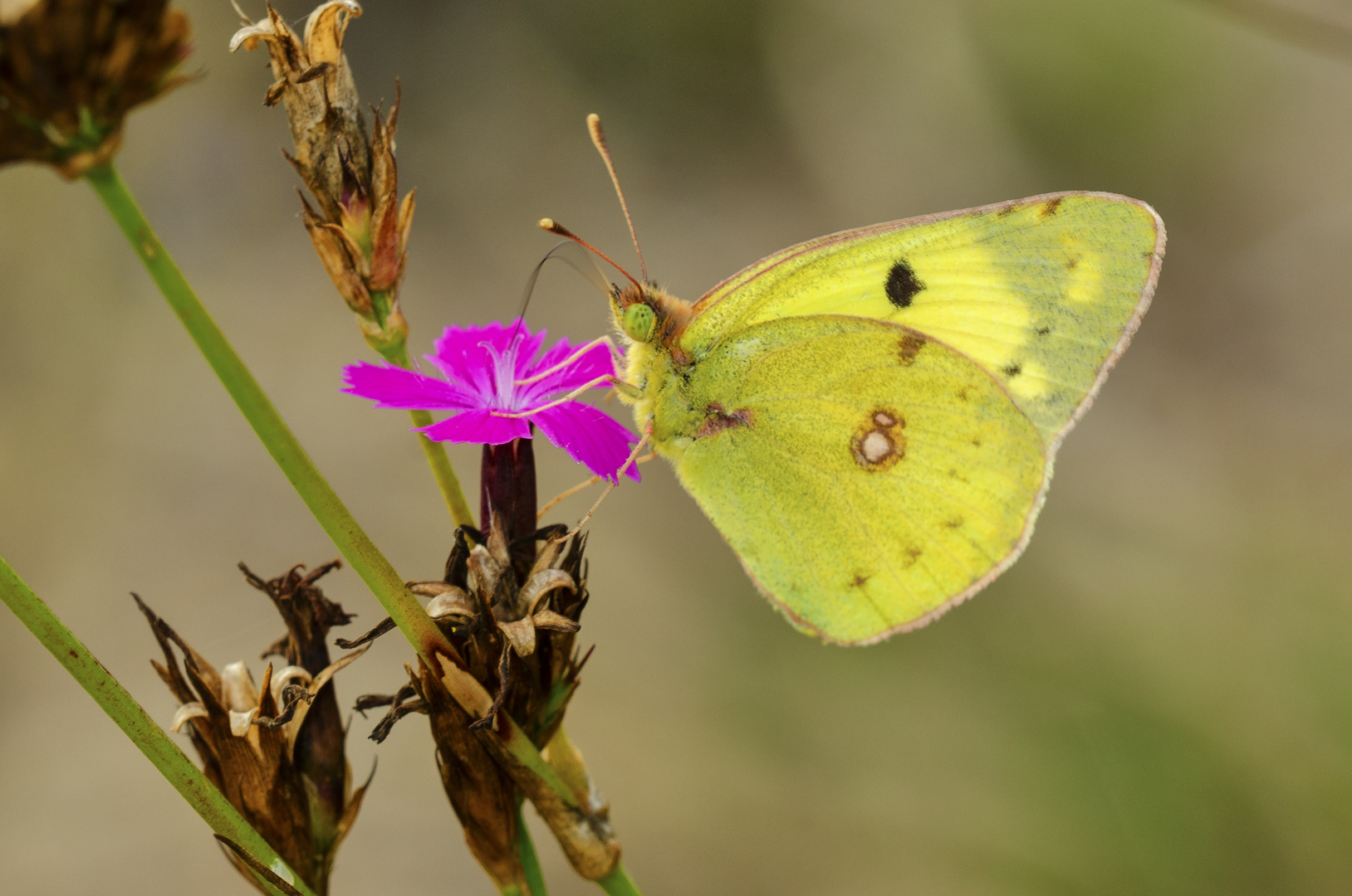 Goldene Acht (Colias hyale/alfacariensis)