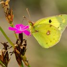 Goldene Acht (Colias hyale/alfacariensis)