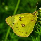 Goldene Acht (Colias hyale/alfacariensis)