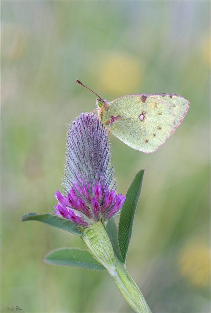 Goldene Acht / Colias hylale