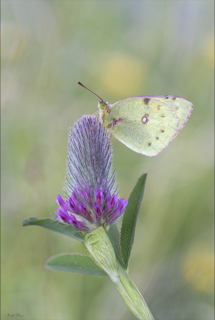 Goldene Acht / Colias hylale