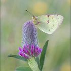 Goldene Acht / Colias hylale