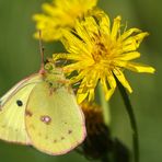 GOLDENE ACHT