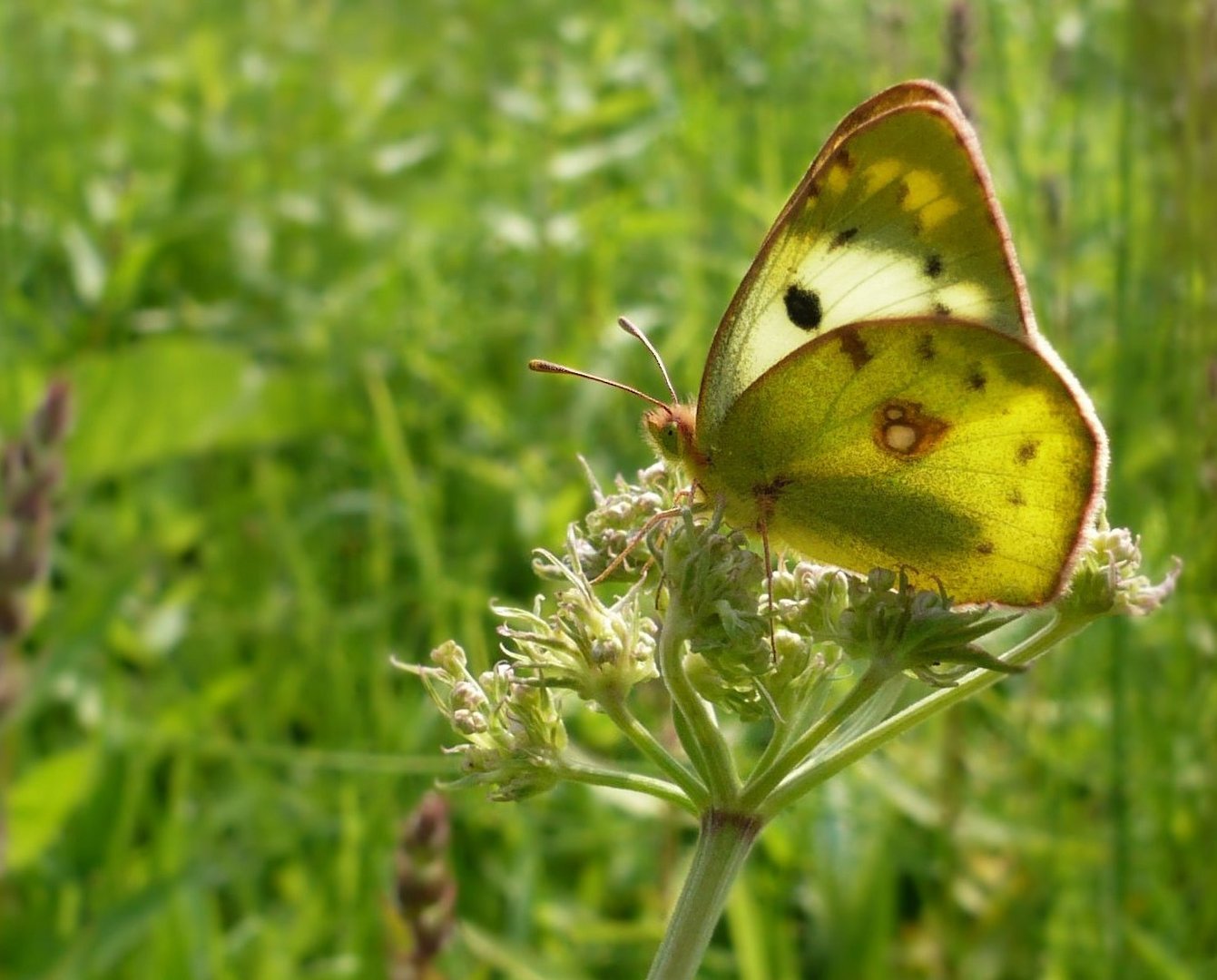 Goldene Acht