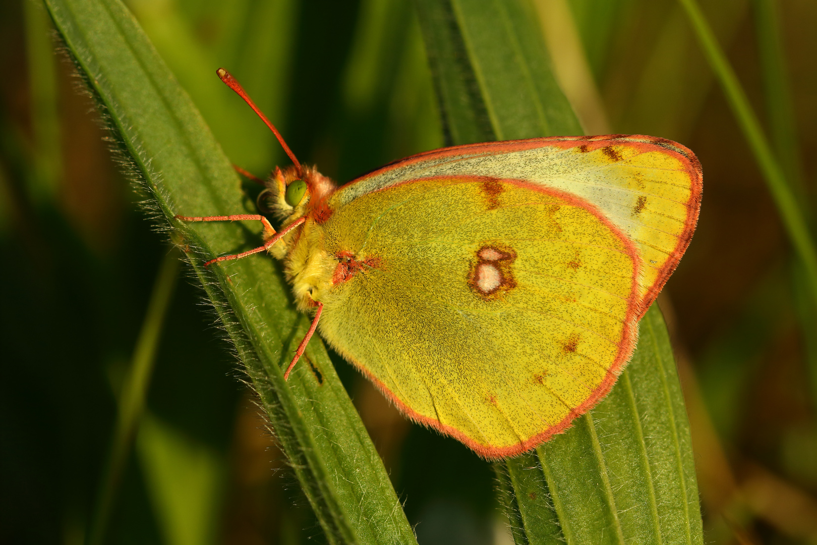 Goldene Acht