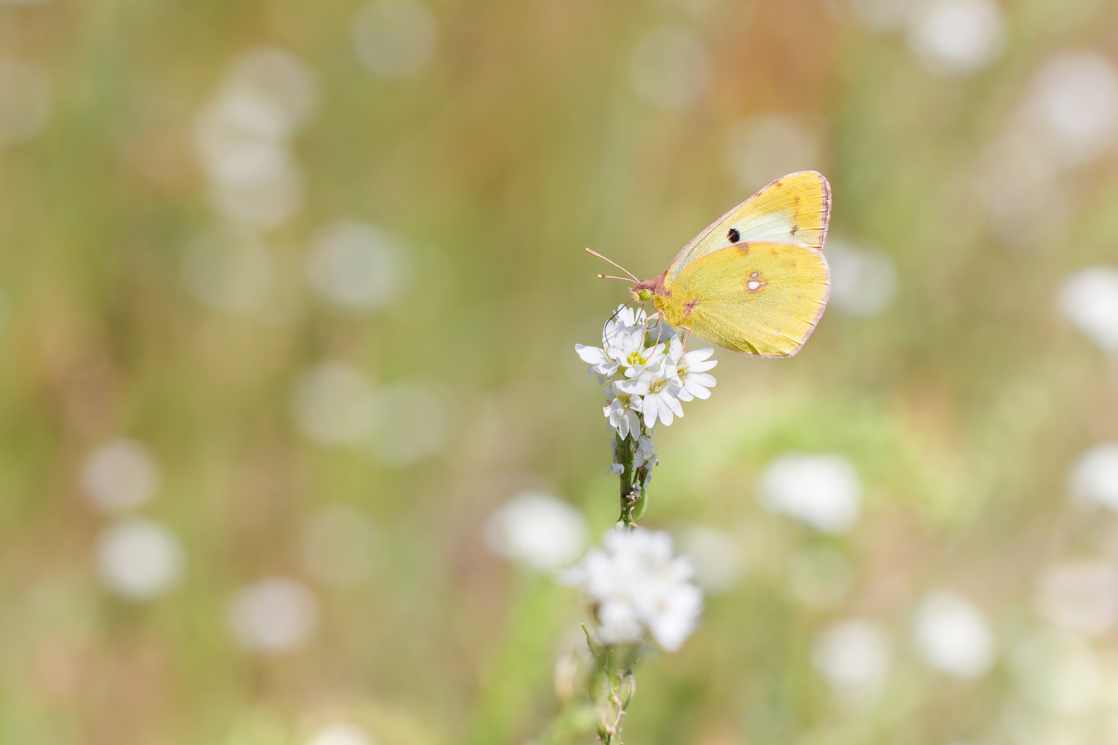 Goldene Acht