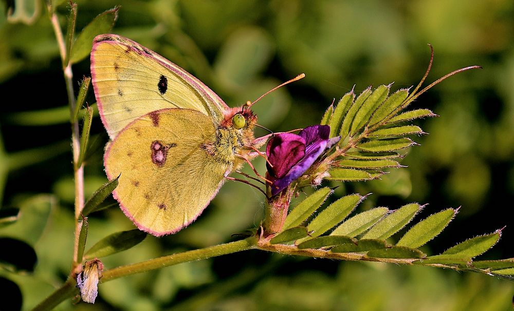 GOLDENE ACHT FLIEGT