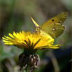 "Goldene Acht" , heut bei strahlender Herbstsonne