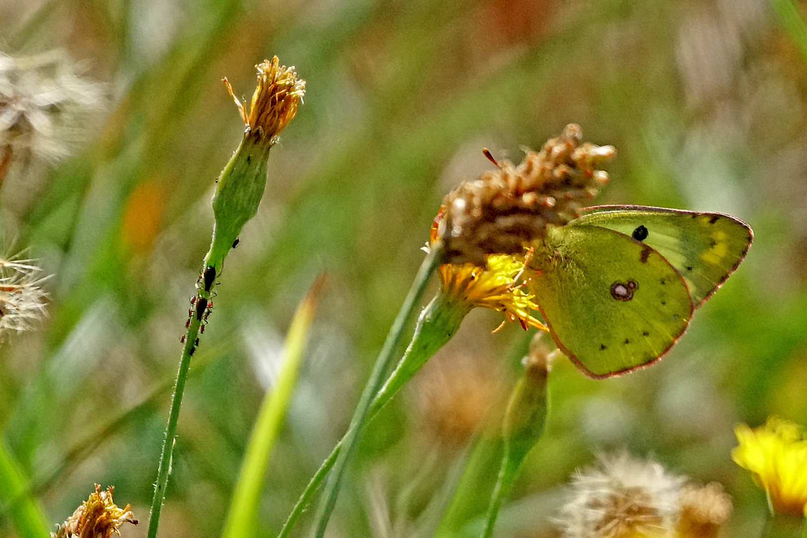 Goldene Acht, Hufeisenklee-Gelbling