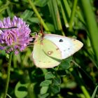 Goldene Acht/ Hufeisenklee Gelbling