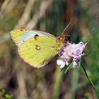 Goldene Acht, Hufeisenklee-Gelbling oder Postillion, Wander-Gelbling... **