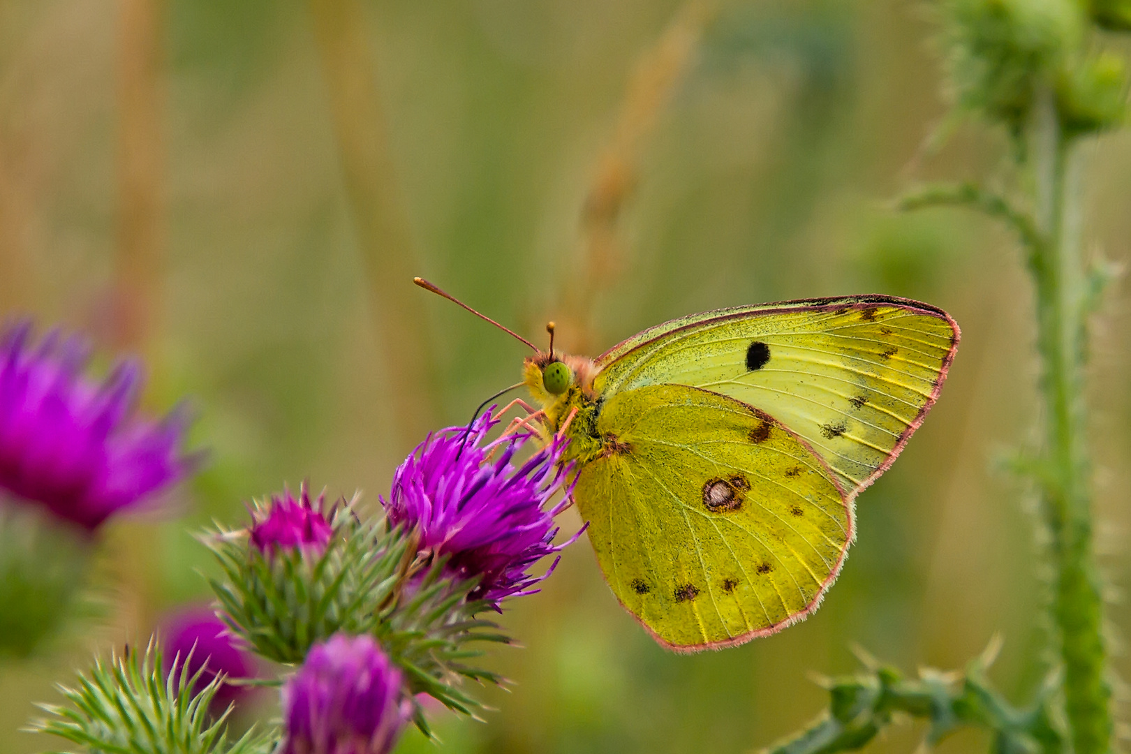 Goldene Acht I