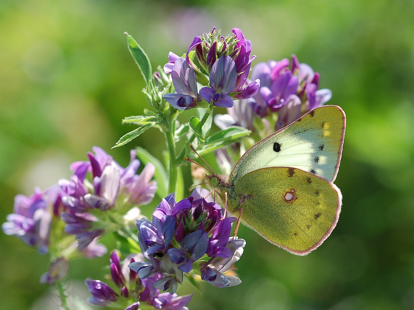 Goldene Acht im Gegenlicht. (Colias hyale)