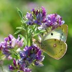 Goldene Acht im Gegenlicht. (Colias hyale)