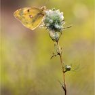 Goldene acht im morgendlichen Gegenlicht