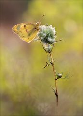 Goldene acht im morgendlichen Gegenlicht